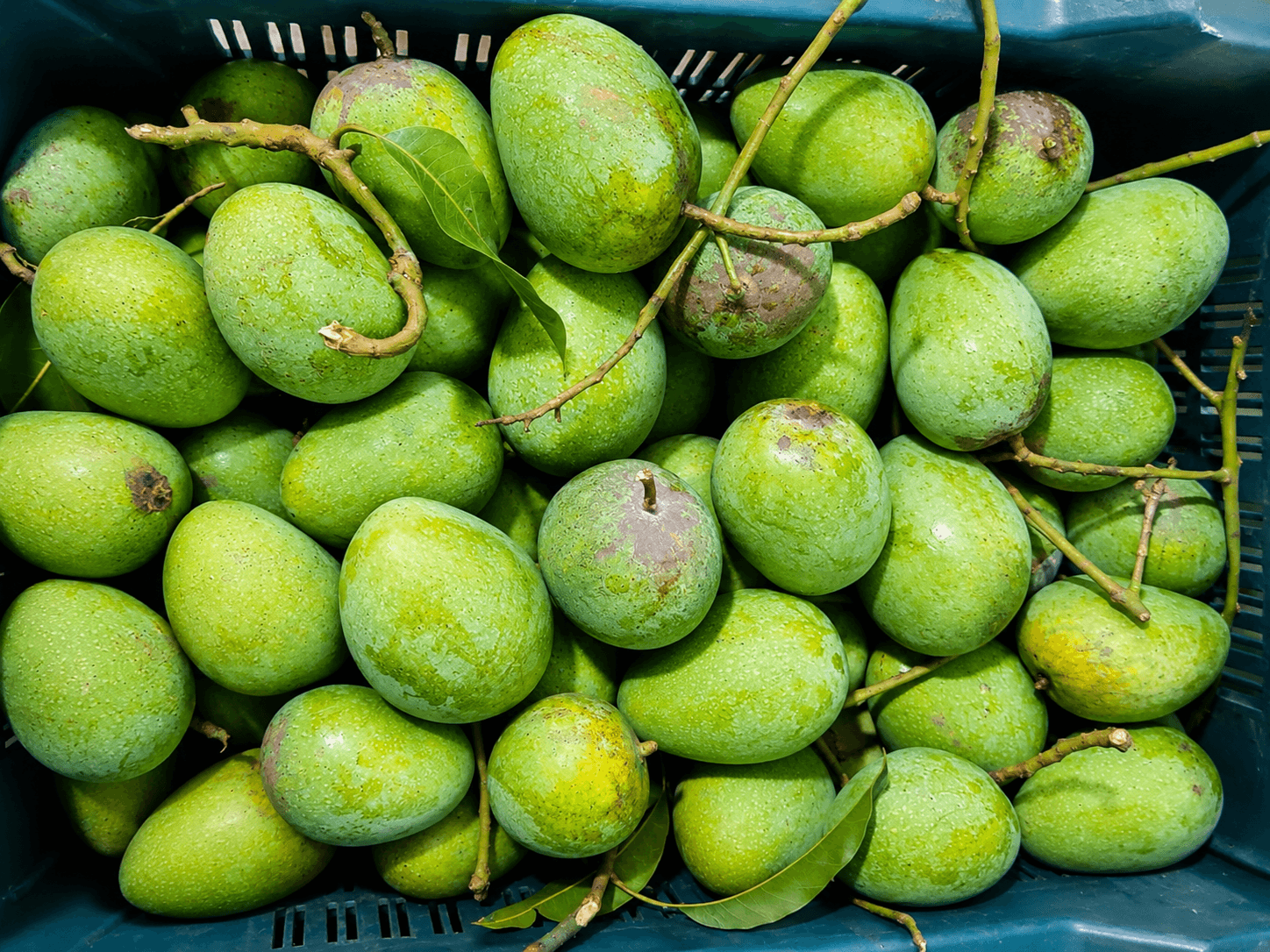 Mango